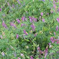 Hairy Vetch